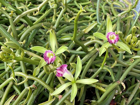 Vanilla dilloniana is currently blooming at Edison and Ford Winter Estates.