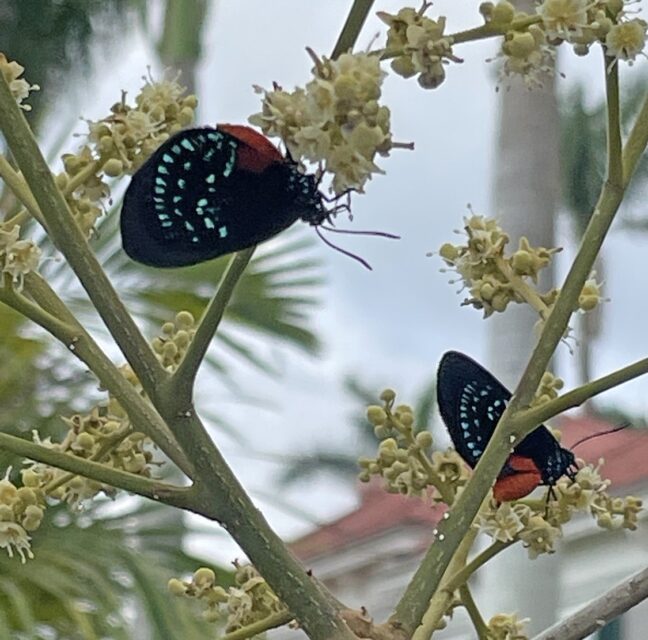 Two Atala butterflies feeding on Longan flowers
