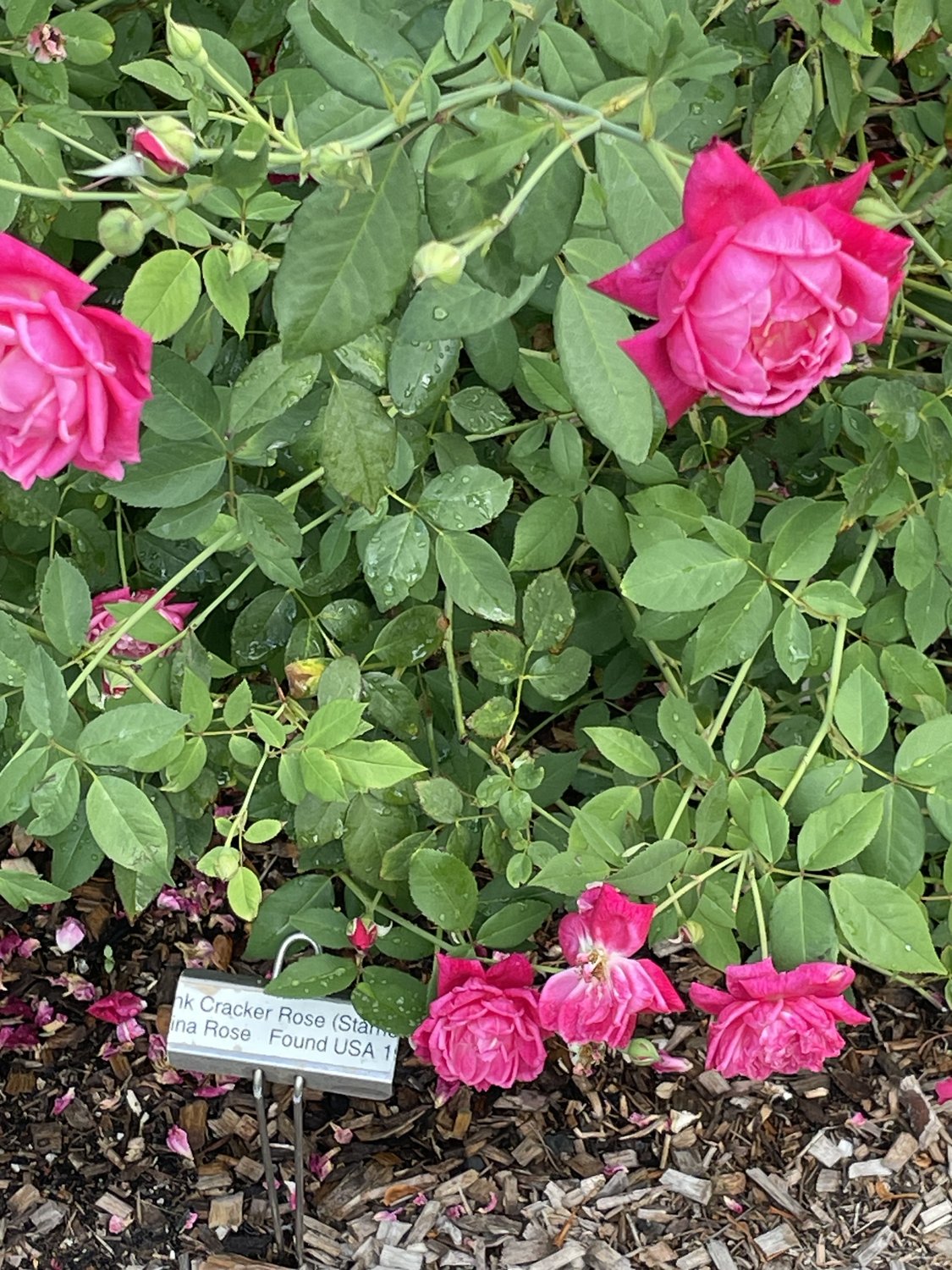 Pink Louis Philippe cracker roses blooming in a garden bed