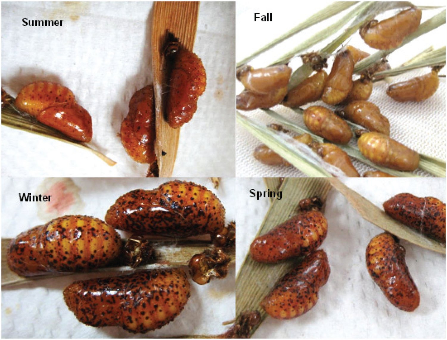 University of Florida photos of Atala pupae in summer, fall, winter and spring