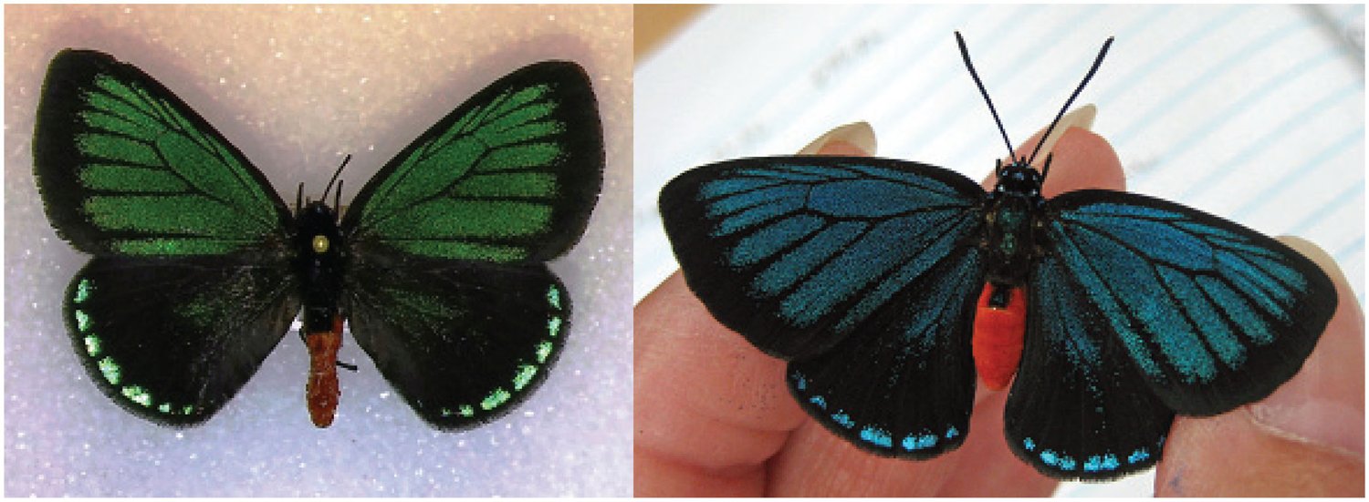 Two adult Atala butterflies showing green and blue seasonal wing color