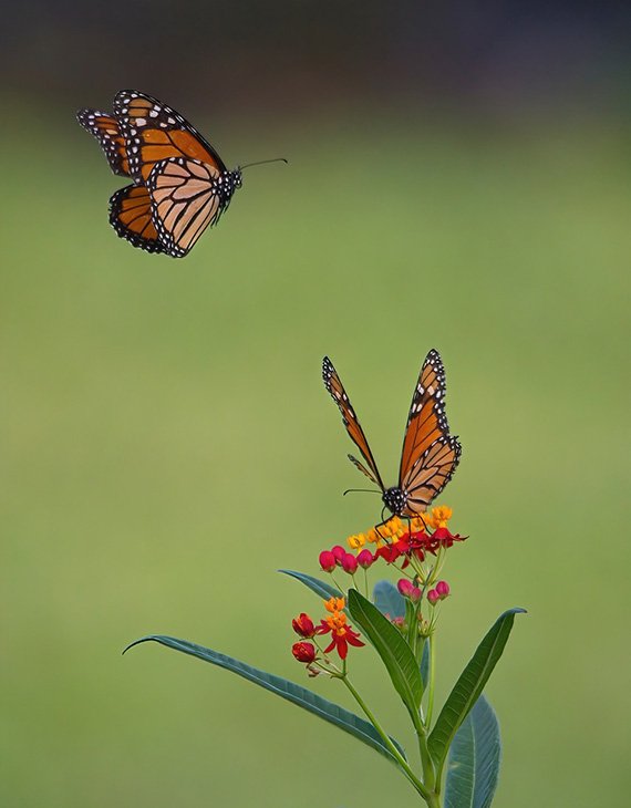 Two monarch butterflies at orange and pink milkweed blooms