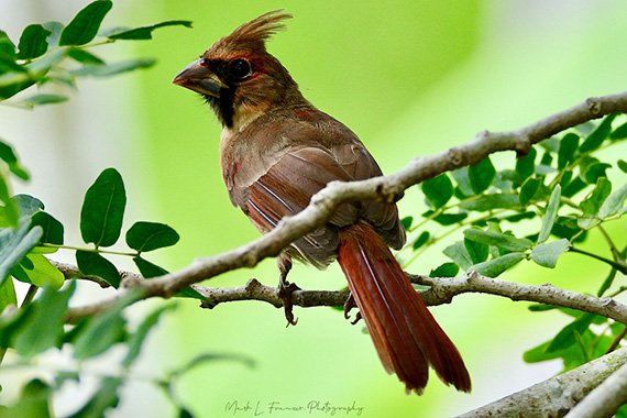 Female northern cardinal perched on a leafy branch in Whiskey Creek