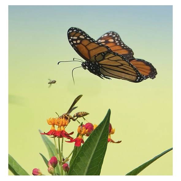 Monarch butterfly in flight above milkweed blossoms with a bee below
