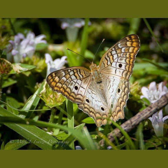 White Peacock butterfly resting on pale wetland flowers